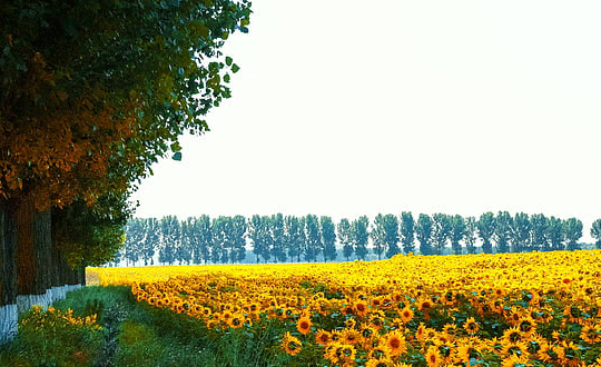 好聽(tīng)的傅姓女孩名字大全