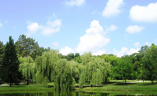 2020狗年姓林的男孩名字注意事項