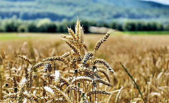 文靜優雅的女孩寶寶取名寶典：獨特新穎