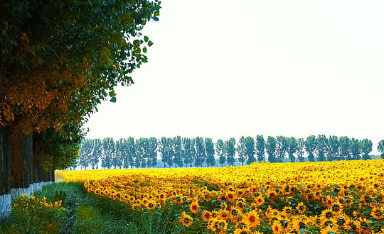 儒雅大氣的女孩名字,女孩取名字大全免費(fèi)：好聽(tīng)名字