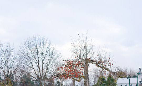 好聽洋氣有古風(fēng)詩(shī)意的女孩名字：起名思路參考