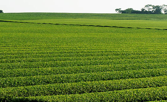 女孩漂亮有涵養的名字單字：起名方法參考