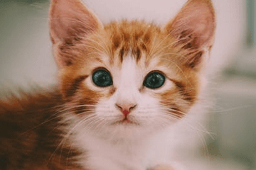 2024年公司取名寶典：滾滾財源，寓意聚財的公司名字大全