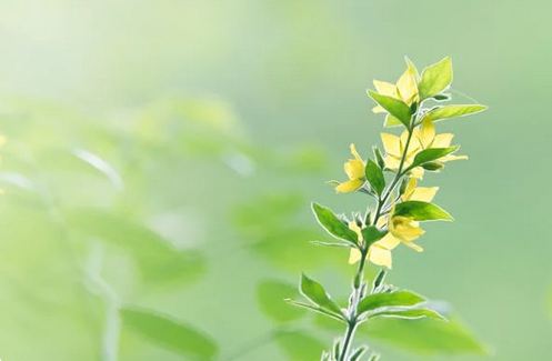 女子佛系清冷網(wǎng)名  女生佛系氣質(zhì)昵稱