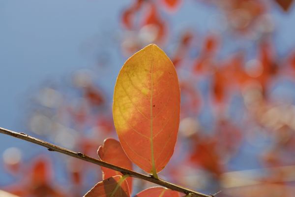 網名大全,用果酒取一個昵稱，好聽到爆!