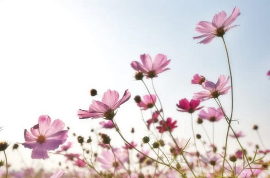 網(wǎng)名丨4個(gè)字清新淡雅網(wǎng)名